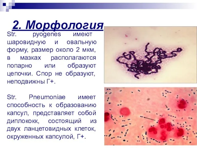 2. Морфология Str. pyogenes имеют шаровидную и овальную форму, размер около