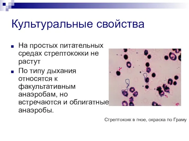 Культуральные свойства На простых питательных средах стрептококки не растут По типу