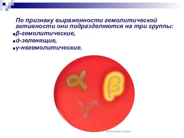 По признаку выраженности гемолитической активности они подразделяются на три группы: β-гемолитические, ά-зеленящие, γ-негемолитические.