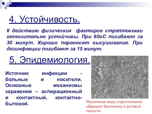 4. Устойчивость. К действию физических факторов стрептококки относительно устойчивы. При 60оС