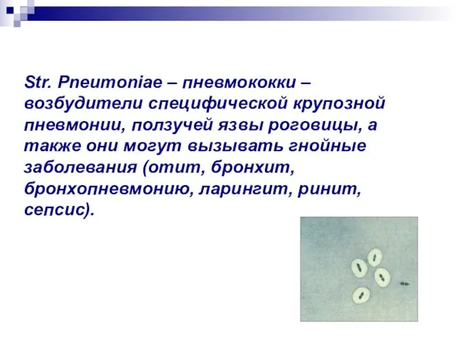 Str. Pneumoniae – пневмококки – возбудители специфической крупозной пневмонии, ползучей язвы
