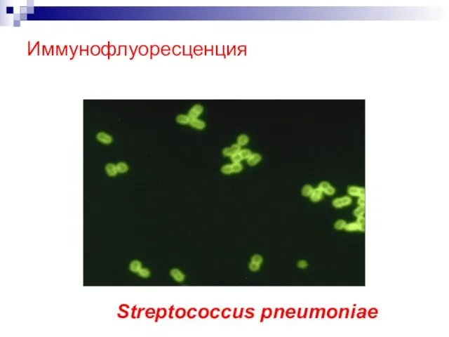Иммунофлуоресценция Streptococcus pneumoniae