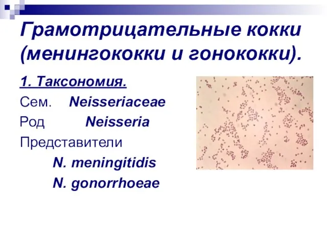 Грамотрицательные кокки (менингококки и гонококки). 1. Таксономия. Сем. Neisseriaceae Род Neisseria Представители N. meningitidis N. gonorrhoeae