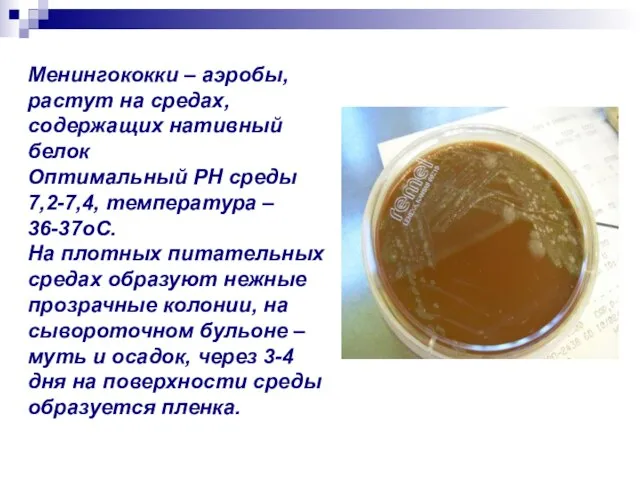 Менингококки – аэробы, растут на средах, содержащих нативный белок Оптимальный РН