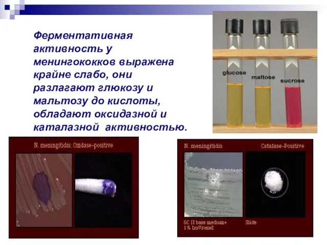 Ферментативная активность у менингококков выражена крайне слабо, они разлагают глюкозу и