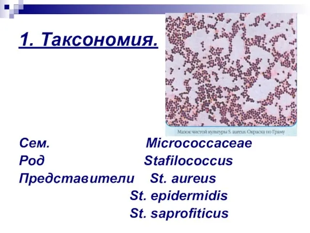 1. Таксономия. Сем. Micrococcaceae Род Stafilococcus Представители St. aureus St. epidermidis St. saprofiticus