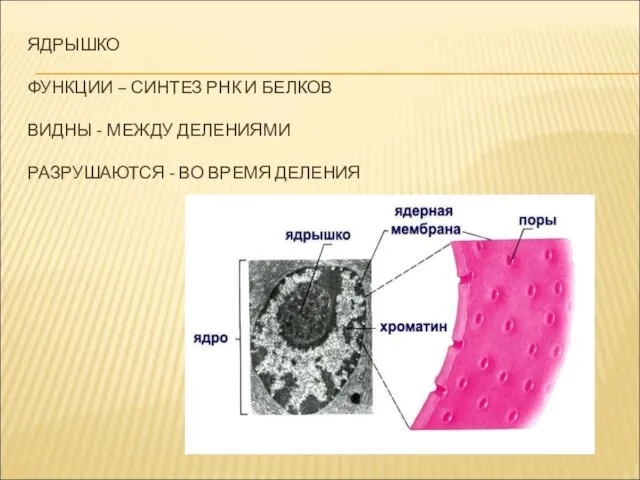 ЯДРЫШКО ФУНКЦИИ – СИНТЕЗ РНК И БЕЛКОВ ВИДНЫ - МЕЖДУ ДЕЛЕНИЯМИ РАЗРУШАЮТСЯ - ВО ВРЕМЯ ДЕЛЕНИЯ