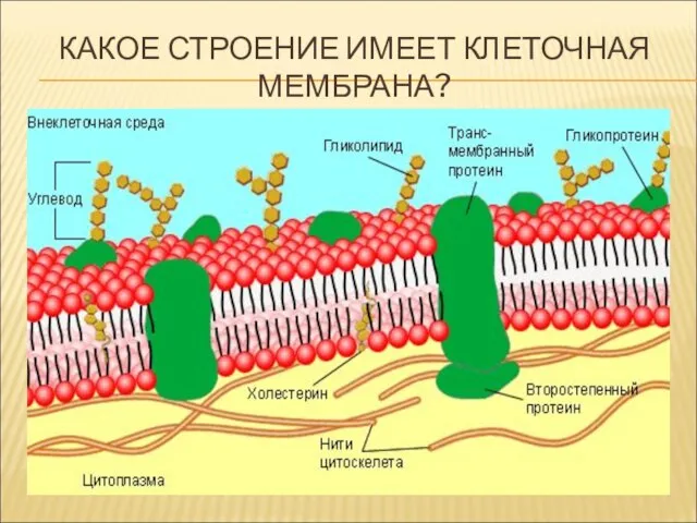 КАКОЕ СТРОЕНИЕ ИМЕЕТ КЛЕТОЧНАЯ МЕМБРАНА?