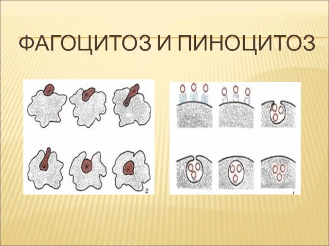 ФАГОЦИТОЗ И ПИНОЦИТОЗ