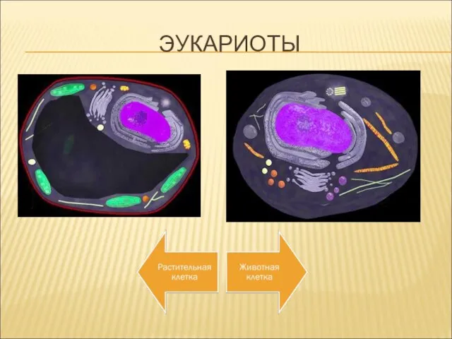 ЭУКАРИОТЫ