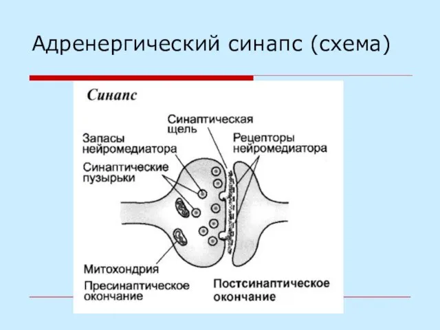 Адренергический синапс (схема)