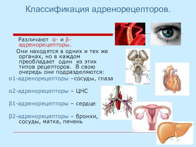 Классификация адренорецепторов. Различают α- и β-адренорецепторы. Они находятся в одних и