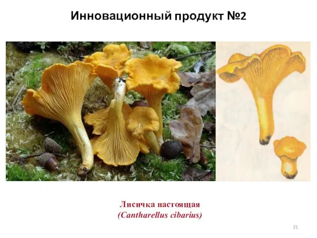 Лисичка настоящая (Cantharellus cibarius) Инновационный продукт №2