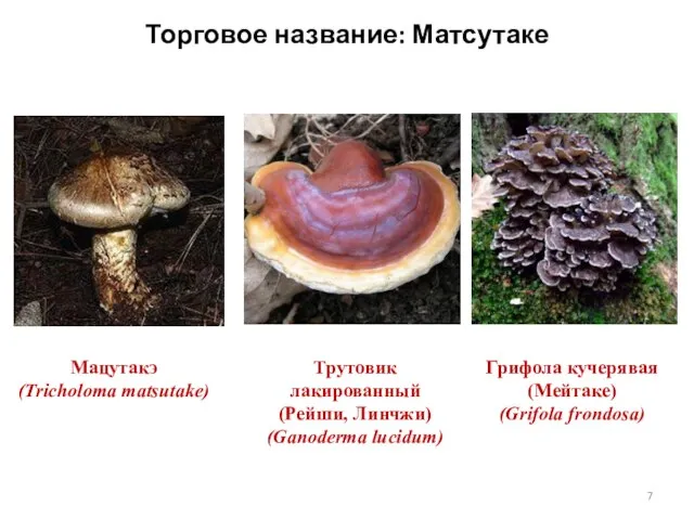 Трутовик лакированный (Рейши, Линчжи) (Ganoderma lucidum) Грифола кучерявая (Мейтаке) (Grifola frondosa)