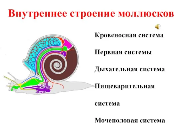 Внутреннее строение моллюсков Кровеносная система Нервная системы Дыхательная система Пищеварительная система Мочеполовая система