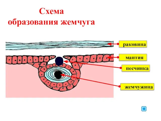 Схема образования жемчуга