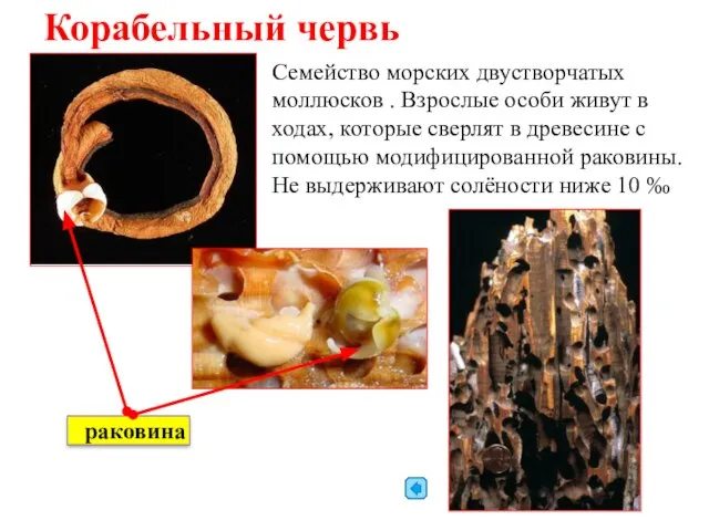 Корабельный червь Семейство морских двустворчатых моллюсков . Взрослые особи живут в