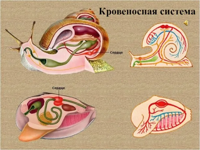 Кровеносная система