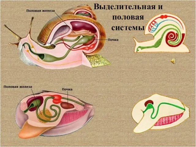 Выделительная и половая системы