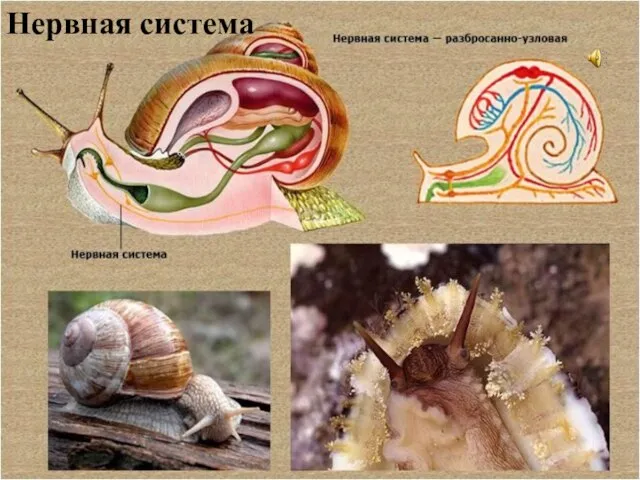 Нервная система