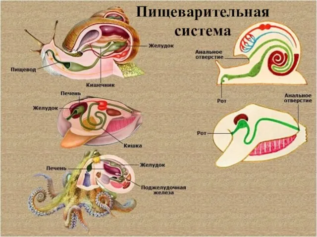 Пищеварительная система