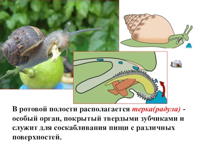 В ротовой полости располагается терка(радула) - особый орган, покрытый твердыми зубчиками