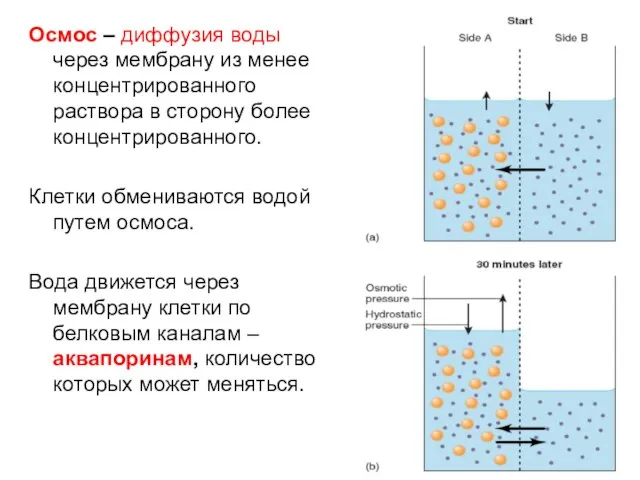 Осмос – диффузия воды через мембрану из менее концентрированного раствора в