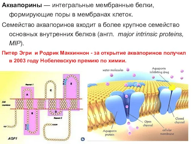 Аквапорины — интегральные мембранные белки, формирующие поры в мембранах клеток. Семейство