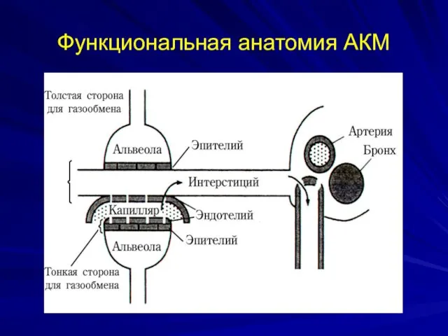 Функциональная анатомия АКМ