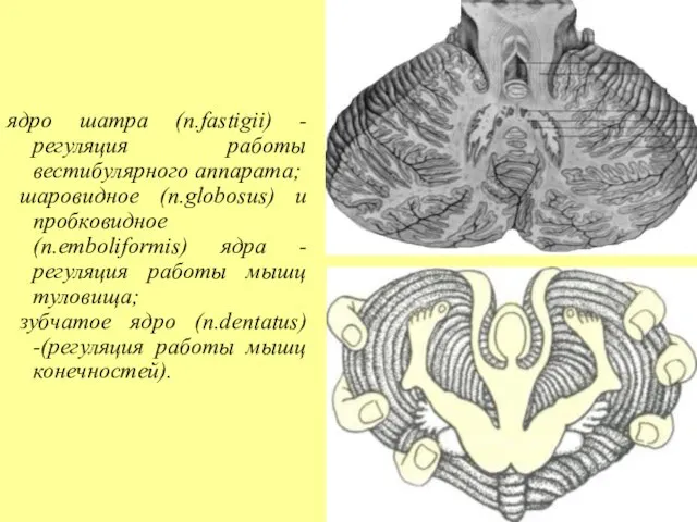 ядро шатра (n.fastigii) - регуляция работы вестибулярного аппарата; шаровидное (n.globosus) и