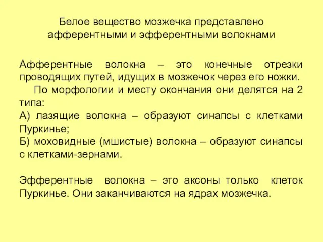 Белое вещество мозжечка представлено афферентными и эфферентными волокнами Афферентные волокна –