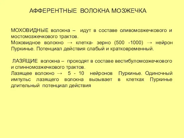 АФФЕРЕНТНЫЕ ВОЛОКНА МОЗЖЕЧКА МОХОВИДНЫЕ волокна – идут в составе оливомозжечкового и