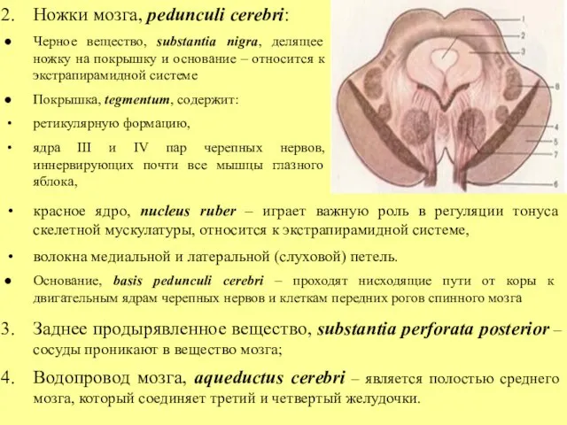 Ножки мозга, pedunculi cerebri: Черное вещество, substantia nigra, делящее ножку на