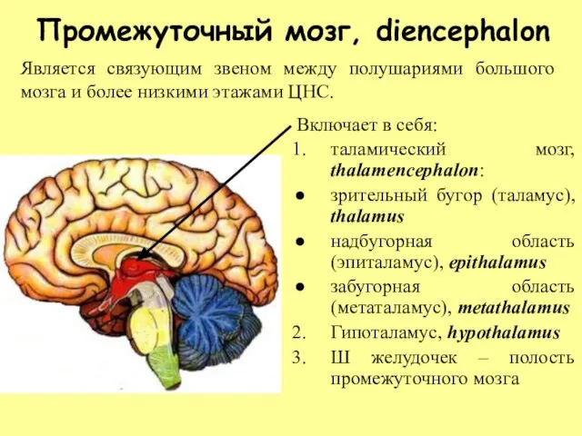 Промежуточный мозг, diencephalon Включает в себя: таламический мозг, thalamencephalon: зрительный бугор