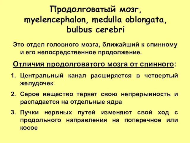 Продолговатый мозг, myelencephalon, medulla oblongata, bulbus cerebri Это отдел головного мозга,