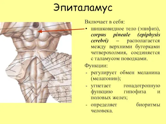 Эпиталамус Включает в себя: шишковидное тело (эпифиз), corpus pineale (epiphysis cerebri)