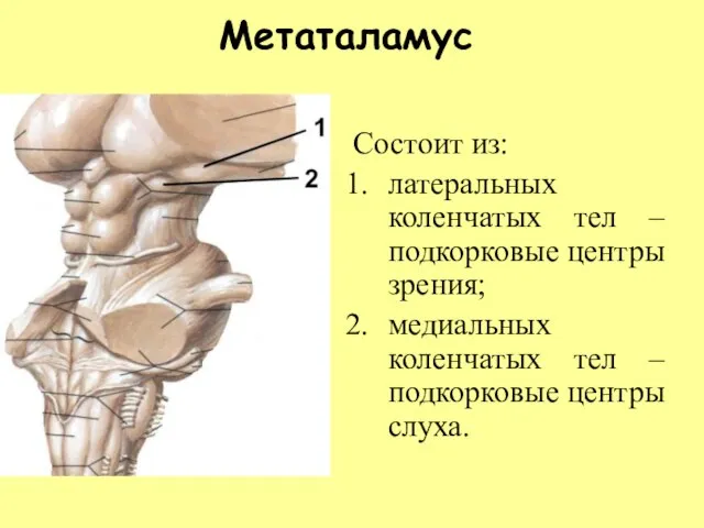 Метаталамус Состоит из: латеральных коленчатых тел – подкорковые центры зрения; медиальных