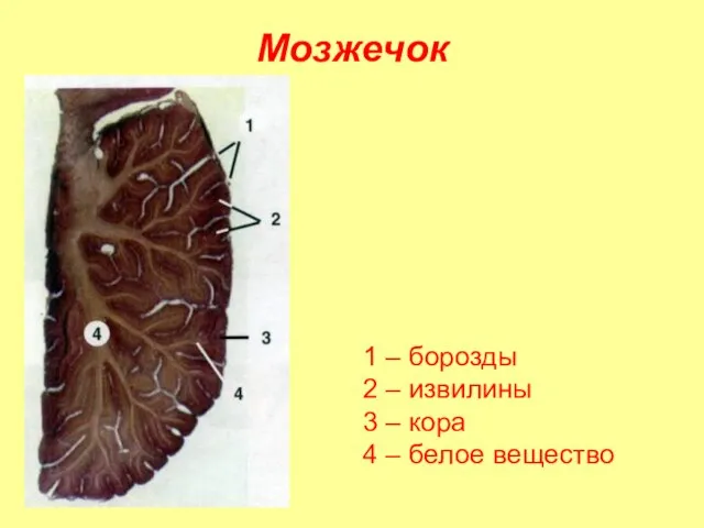 Мозжечок 1 – борозды 2 – извилины 3 – кора 4 – белое вещество