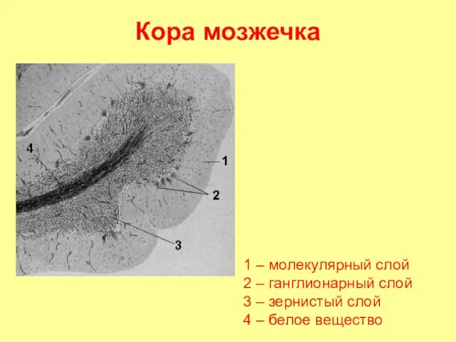 Кора мозжечка 1 – молекулярный слой 2 – ганглионарный слой 3