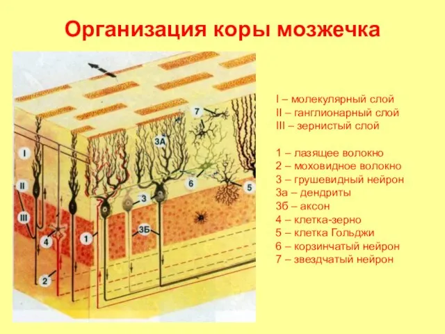 Организация коры мозжечка I – молекулярный слой II – ганглионарный слой