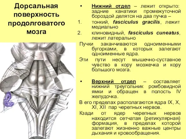 Дорсальная поверхность продолговатого мозга Нижний отдел – лежит открыто: задние канатики