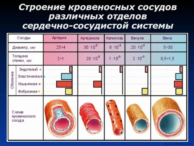 Строение кровеносных сосудов различных отделов сердечно-сосудистой системы