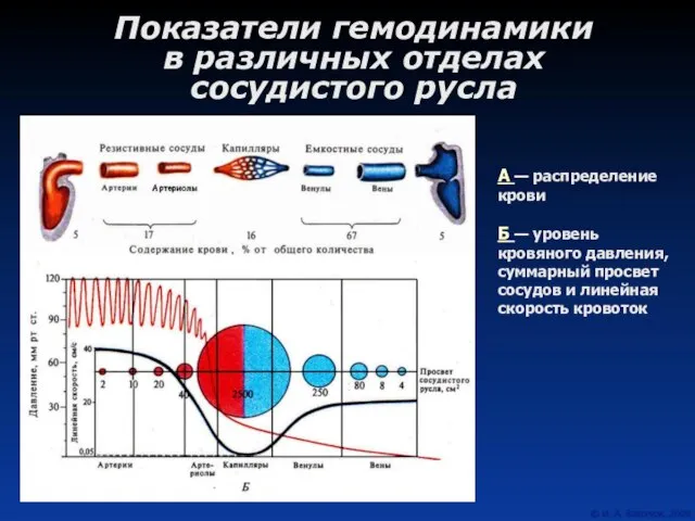 А — распределение крови Б — уровень кровяного давления, суммарный просвет