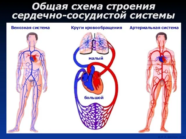 Общая схема строения сердечно-сосудистой системы