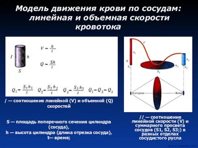 Модель движения крови по сосудам: линейная и объемная скорости кровотока //