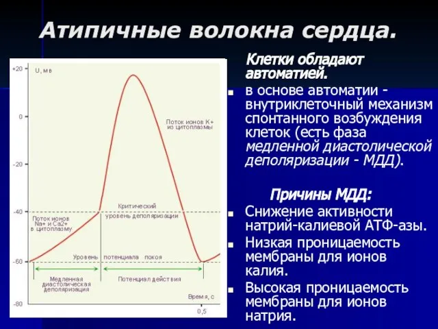 Атипичные волокна сердца. Клетки обладают автоматией. в основе автоматии - внутриклеточный