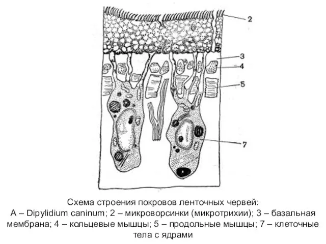 Схема строения покровов ленточных червей: А – Dipylidium caninum; 2 –