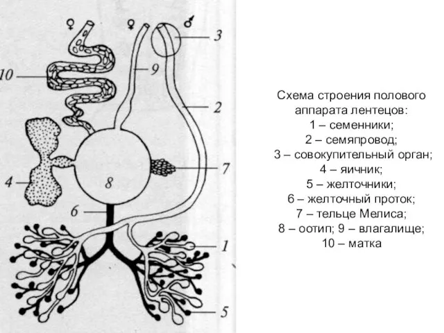 Схема строения полового аппарата лентецов: 1 – семенники; 2 – семяпровод;