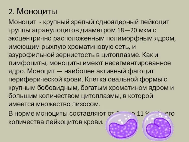 2. Моноциты Моноцит - крупный зрелый одноядерный лейкоцит группы агранулоцитов диаметром