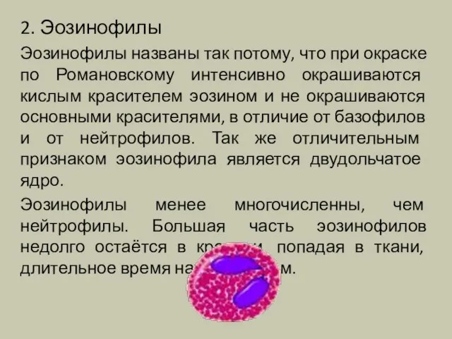 2. Эозинофилы Эозинофилы названы так потому, что при окраске по Романовскому